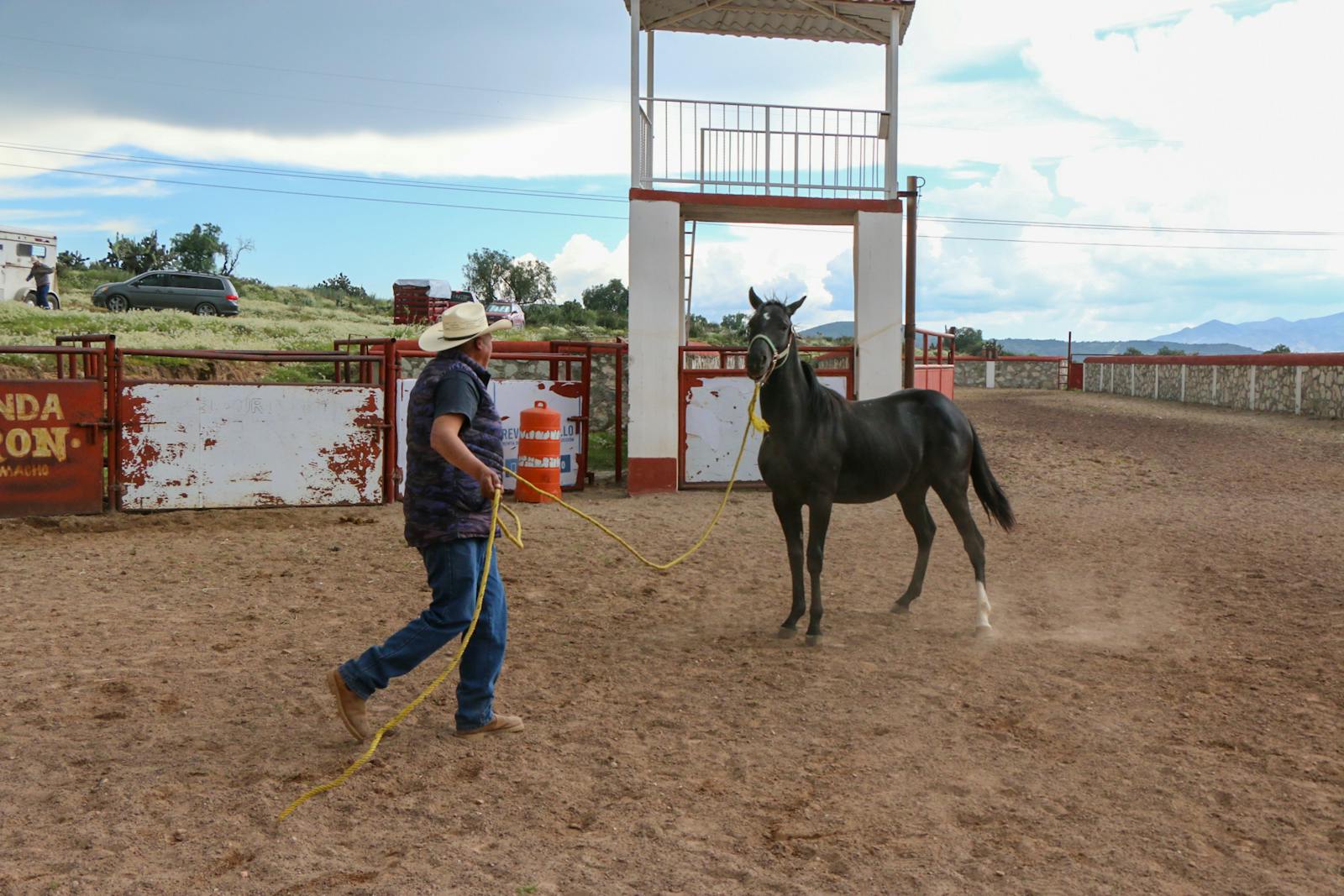 Horse and handler working together outdoors